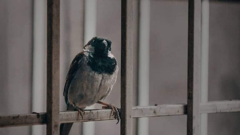 Bird in a prison cell